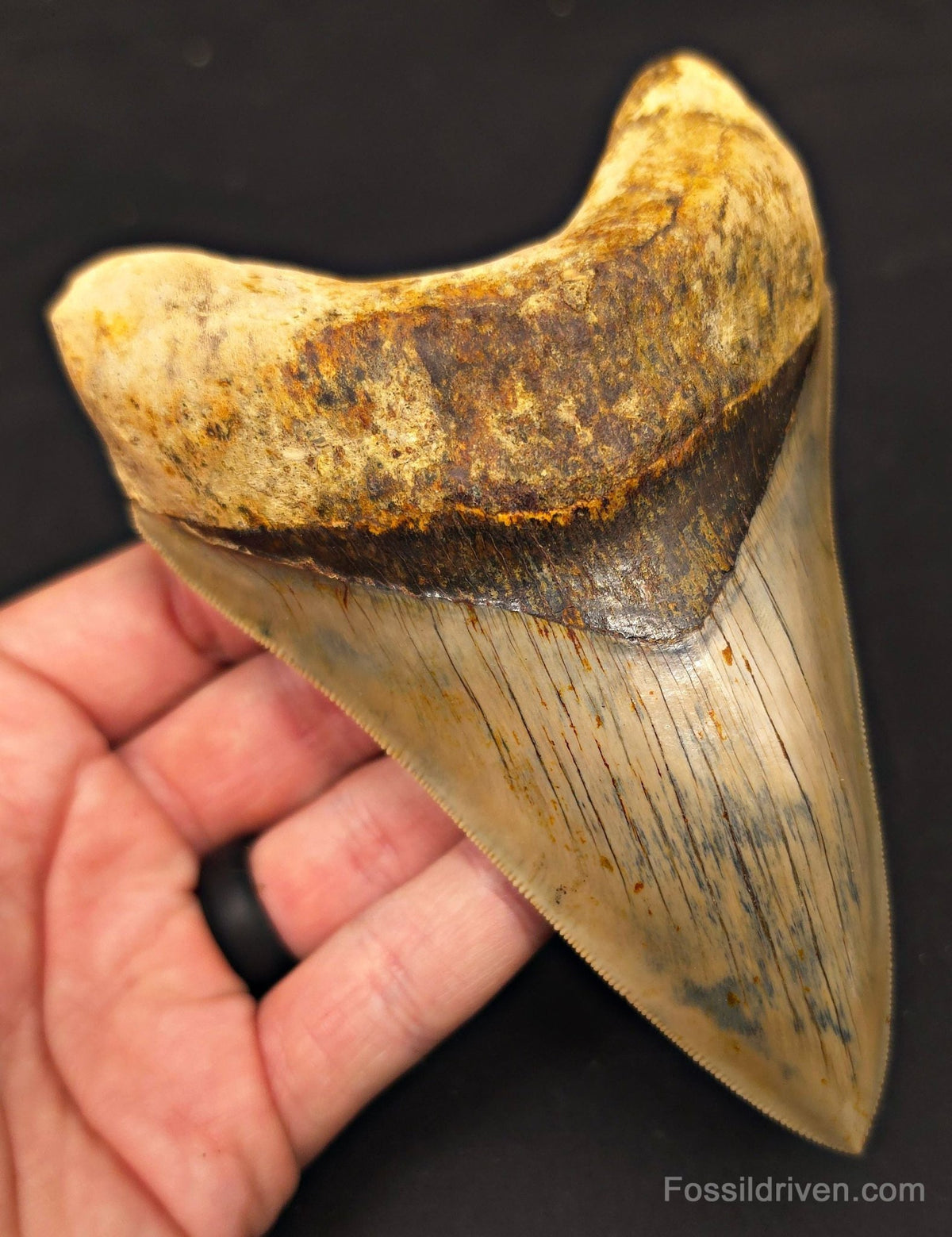 Top 1%, 5.39" Fossil Megalodon Tooth - Java, Indonesia - Fossil Driven