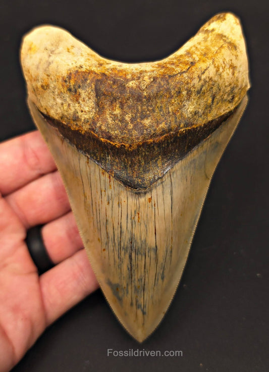 Top 1%, 5.39" Fossil Megalodon Tooth - Java, Indonesia - Fossil Driven