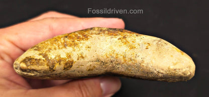 Top 1%, 5.39" Fossil Megalodon Tooth - Java, Indonesia - Fossil Driven