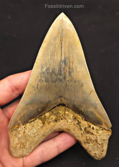 Top 1%, 5.39" Fossil Megalodon Tooth - Java, Indonesia - Fossil Driven