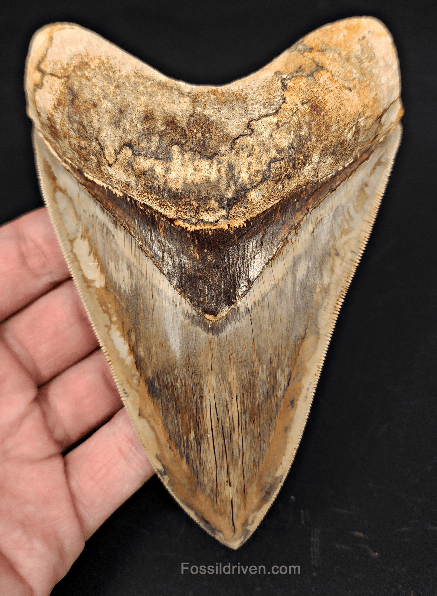 Top 1% 5.41" Megalodon Tooth - Indonesia - Real Fossil Shark Tooth - Fossil Driven