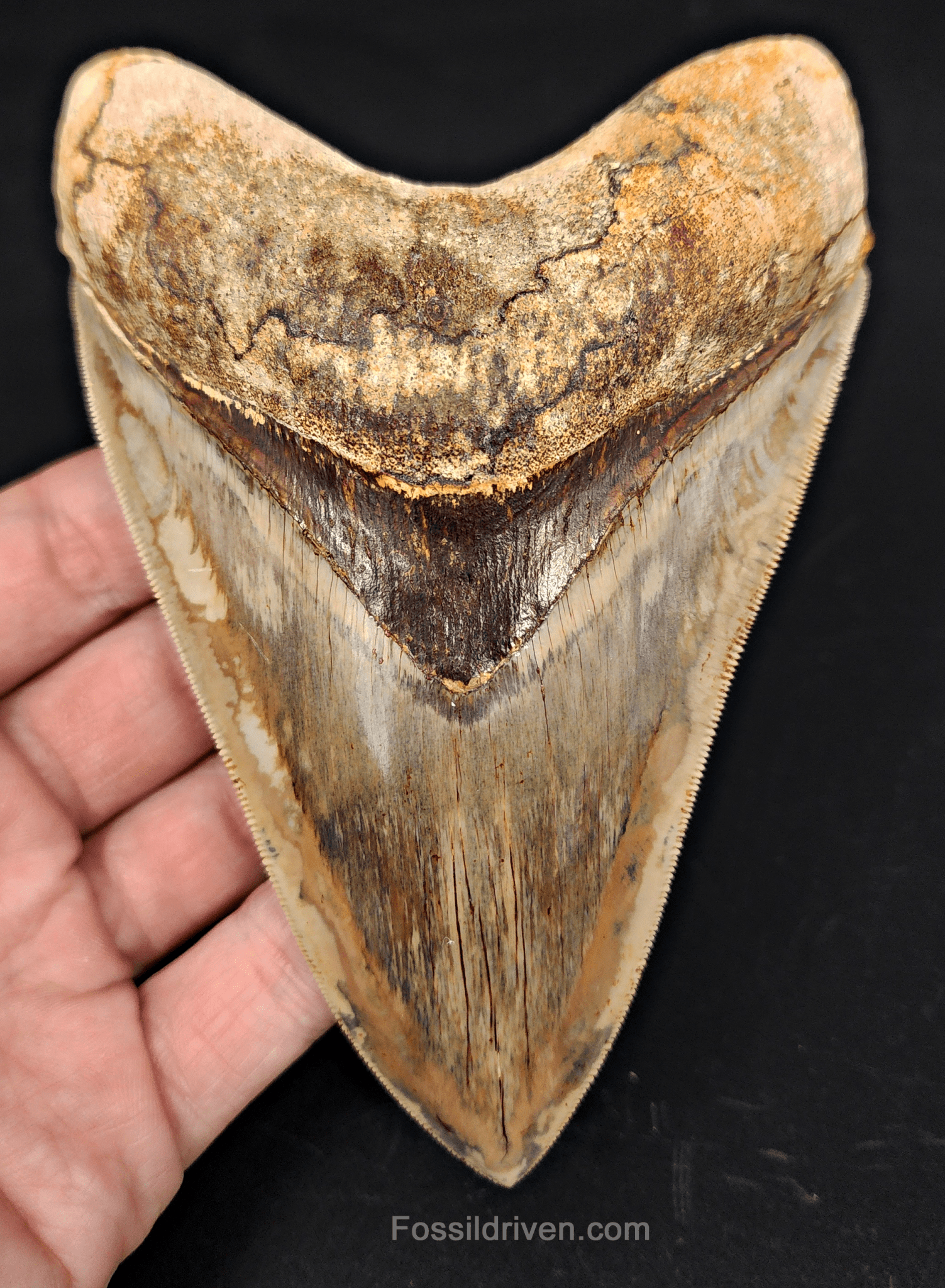 Top 1% 5.41" Megalodon Tooth - Indonesia - Real Fossil Shark Tooth - Fossil Driven