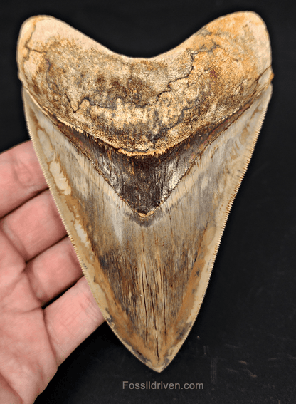 Top 1% 5.41" Megalodon Tooth - Indonesia - Real Fossil Shark Tooth - Fossil Driven