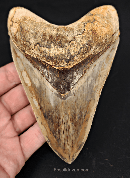 Top 1% 5.41" Megalodon Tooth - Indonesia - Real Fossil Shark Tooth - Fossil Driven