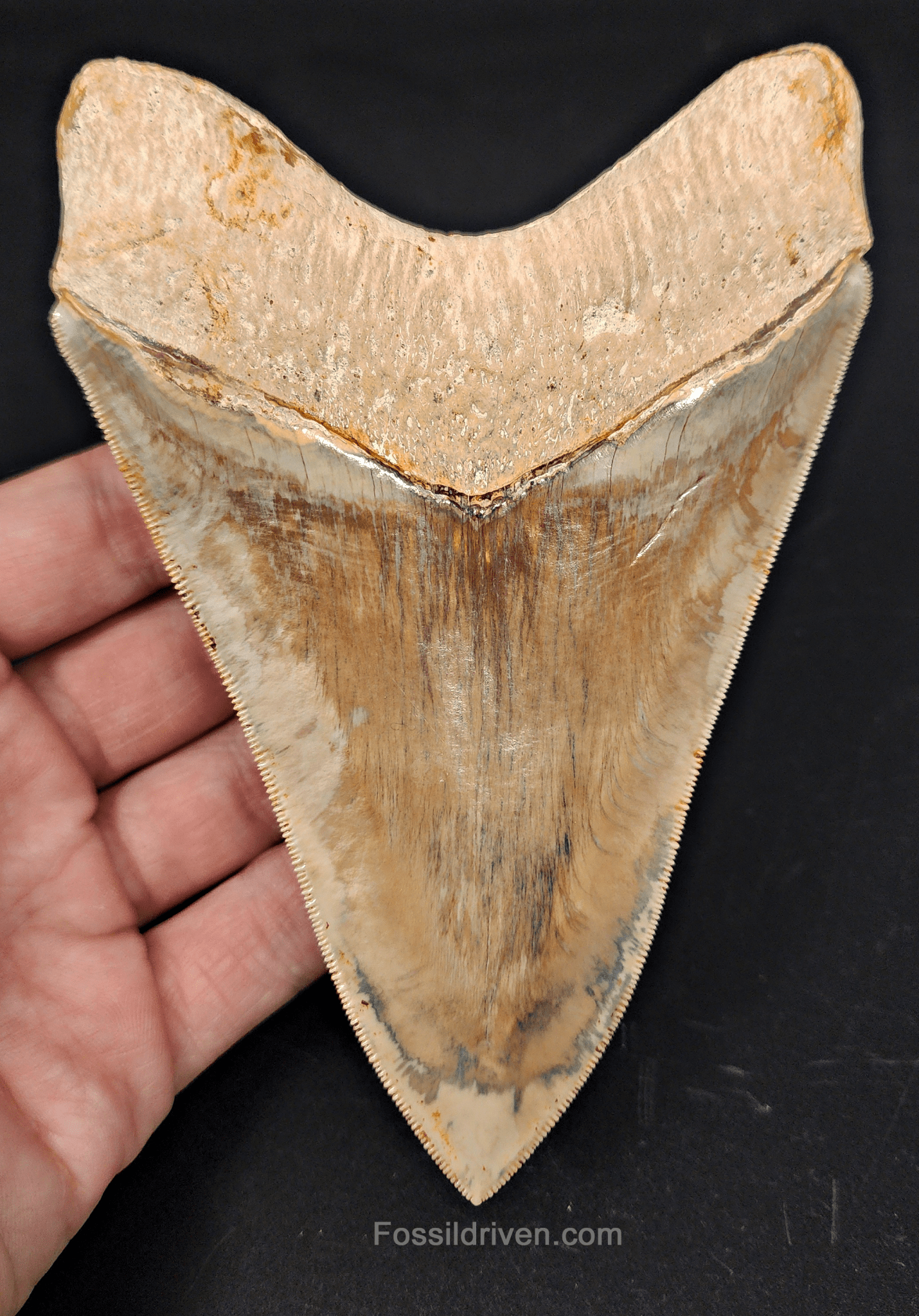 Top 1% 5.41" Megalodon Tooth - Indonesia - Real Fossil Shark Tooth - Fossil Driven