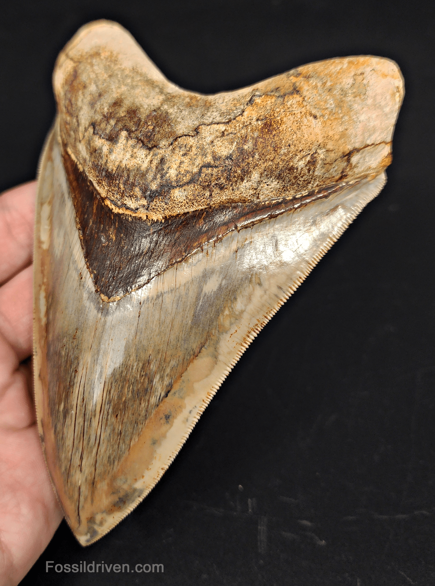 Top 1% 5.41" Megalodon Tooth - Indonesia - Real Fossil Shark Tooth - Fossil Driven
