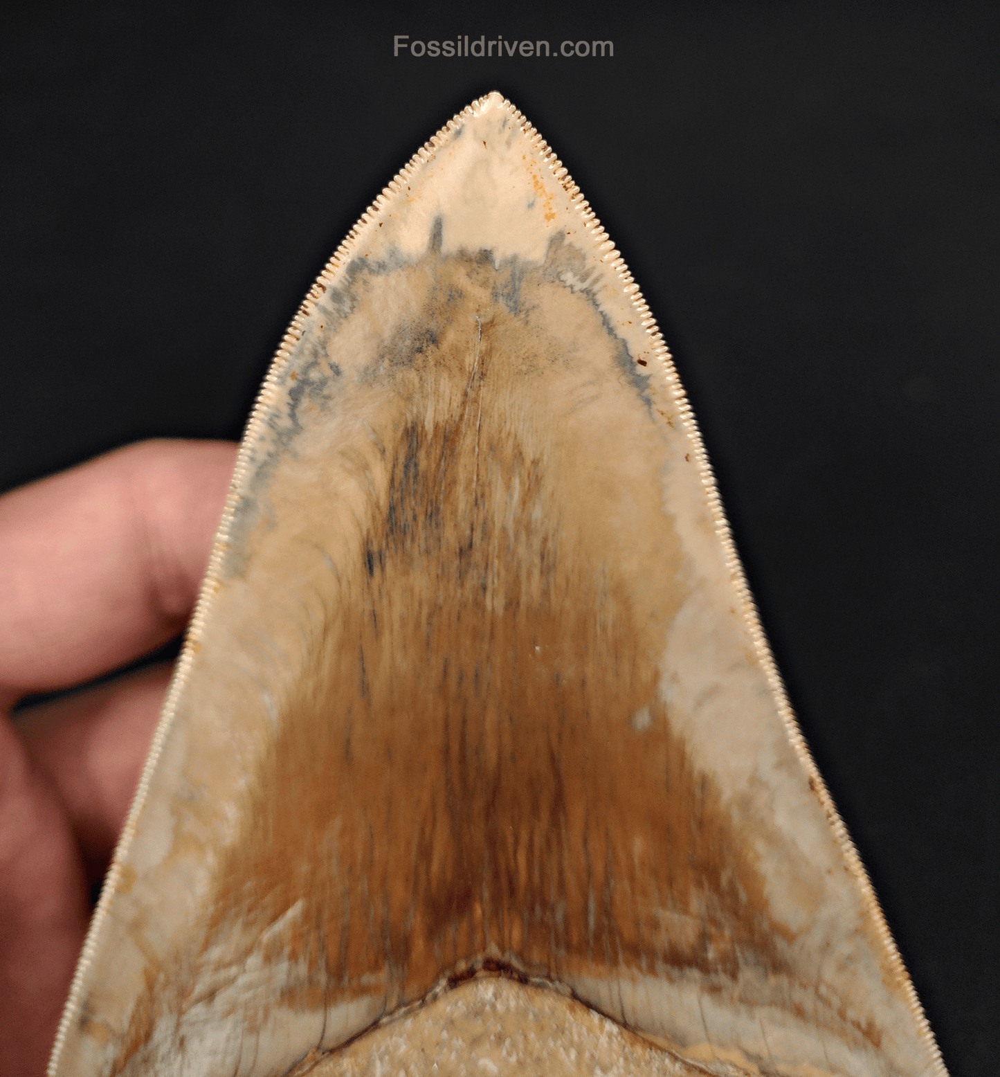 Top 1% 5.41" Megalodon Tooth - Indonesia - Real Fossil Shark Tooth - Fossil Driven