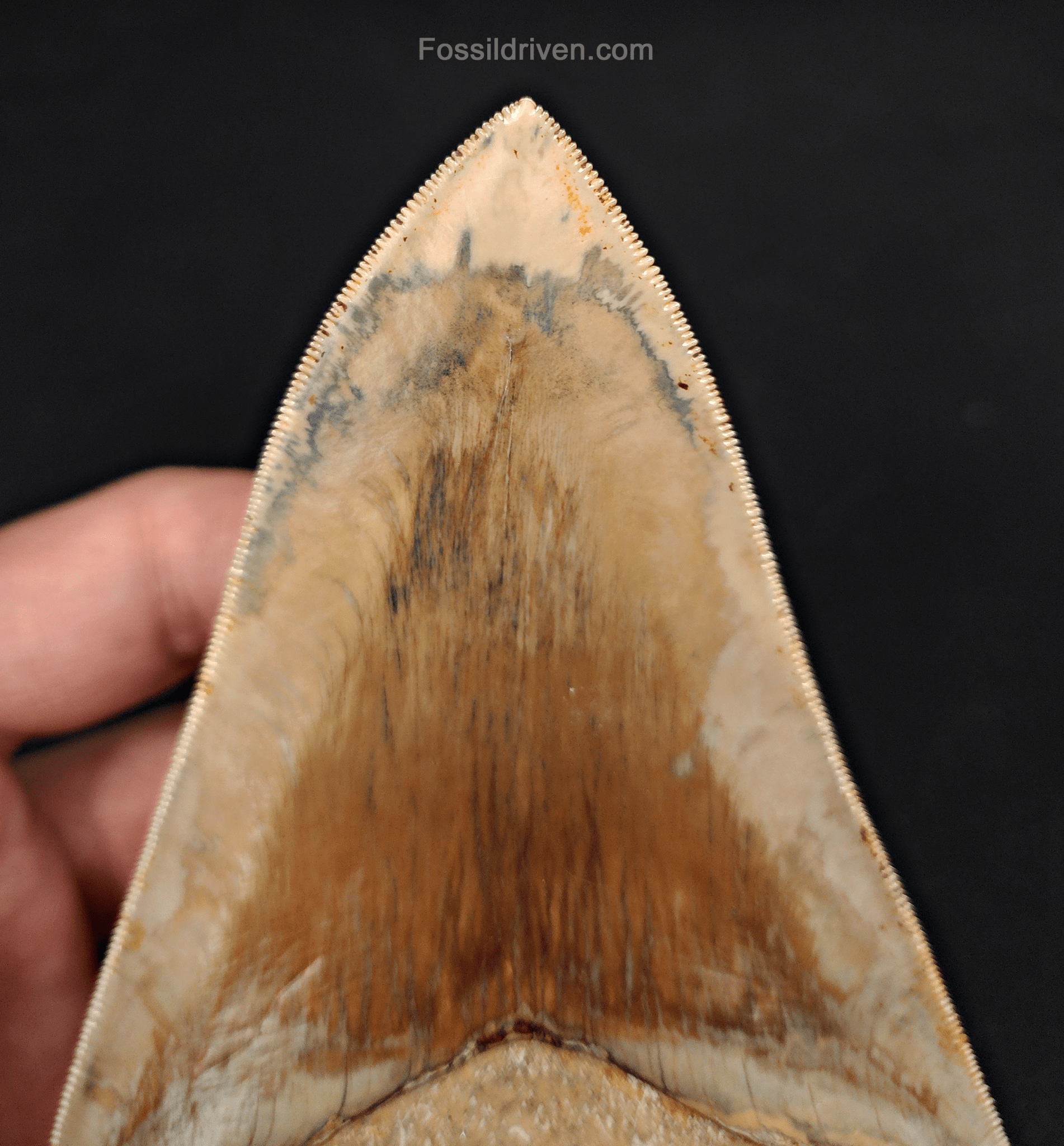 Top 1% 5.41" Megalodon Tooth - Indonesia - Real Fossil Shark Tooth - Fossil Driven