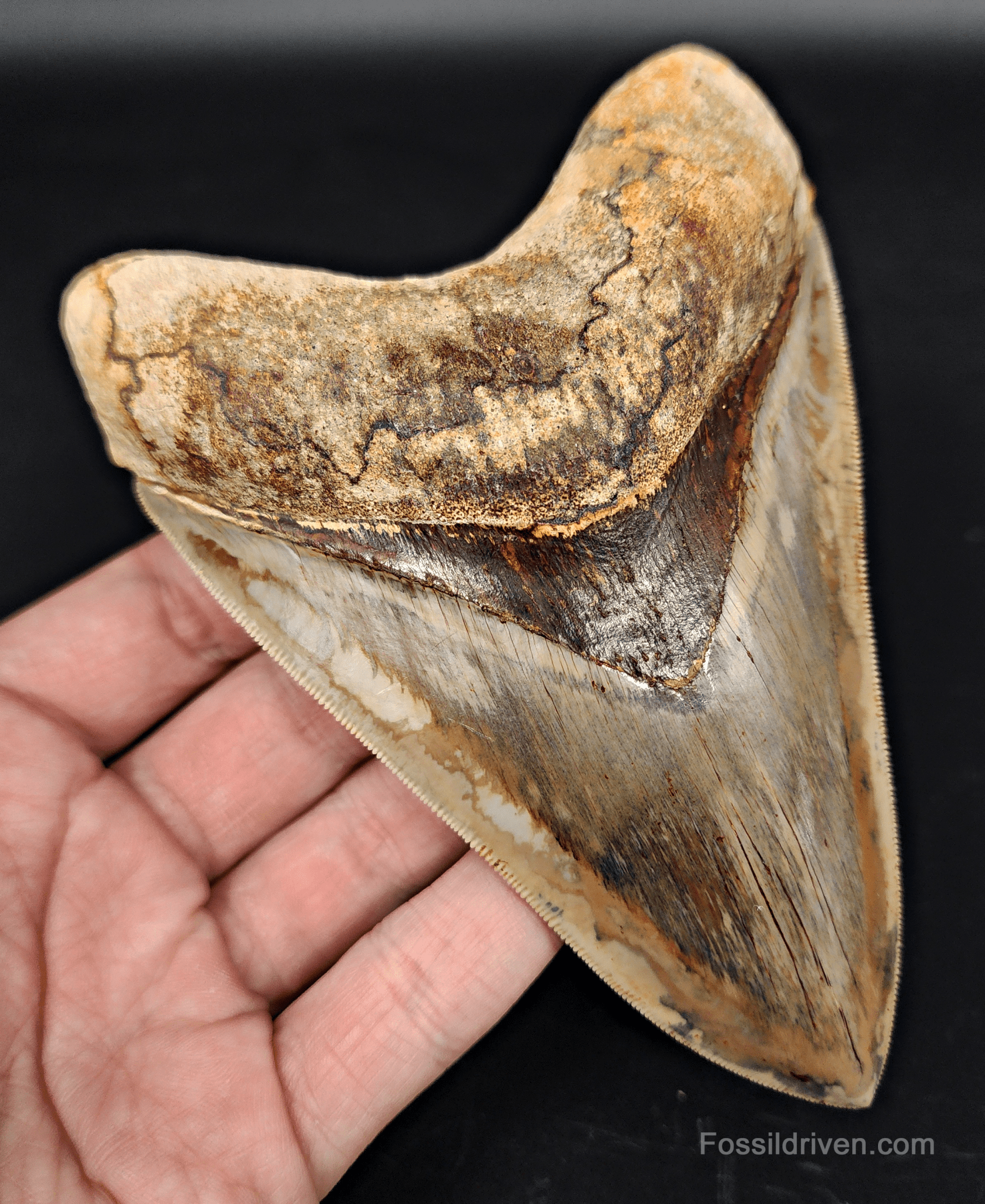 Top 1% 5.41" Megalodon Tooth - Indonesia - Real Fossil Shark Tooth - Fossil Driven