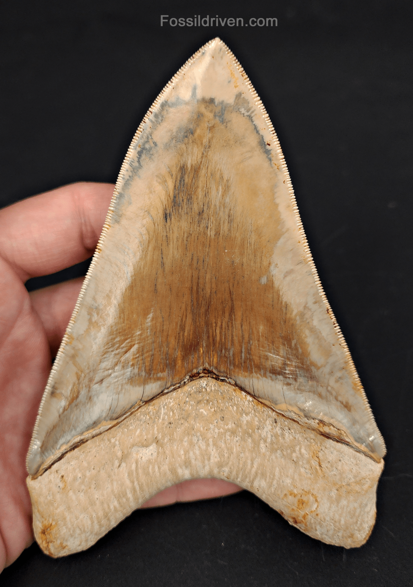 Top 1% 5.41" Megalodon Tooth - Indonesia - Real Fossil Shark Tooth - Fossil Driven