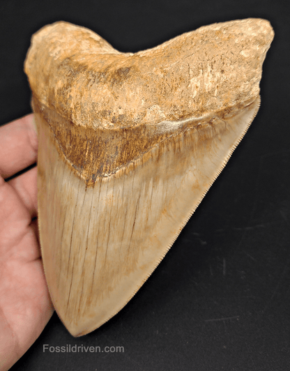 Top 1% 5.72" Megalodon Tooth - Indonesia - Real Fossil Shark Tooth - Fossil Driven