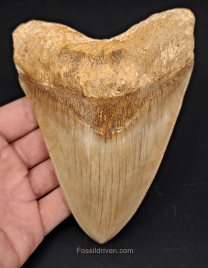 Top 1% 5.72" Megalodon Tooth - Indonesia - Real Fossil Shark Tooth - Fossil Driven