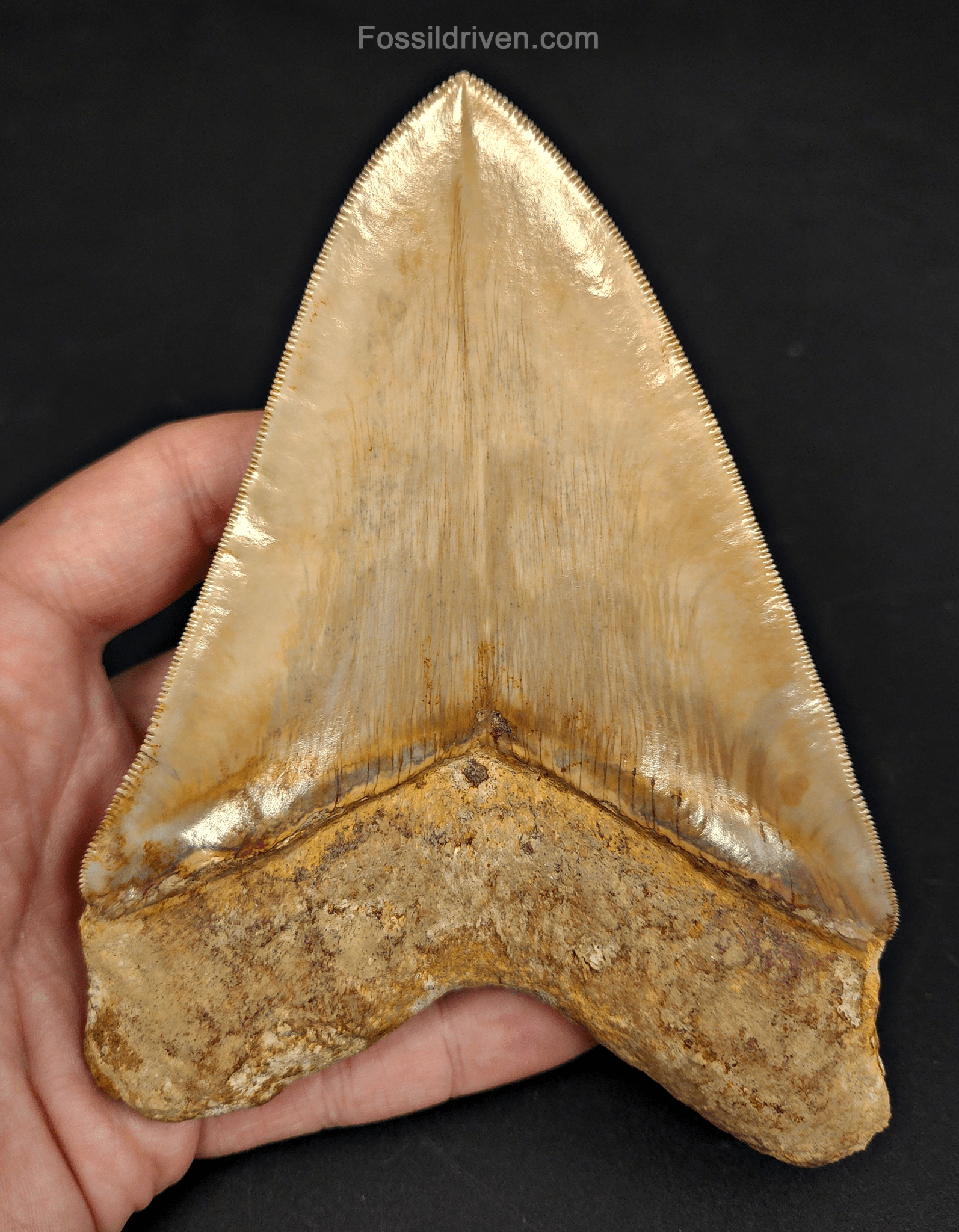 Top 1% 5.72" Megalodon Tooth - Indonesia - Real Fossil Shark Tooth - Fossil Driven
