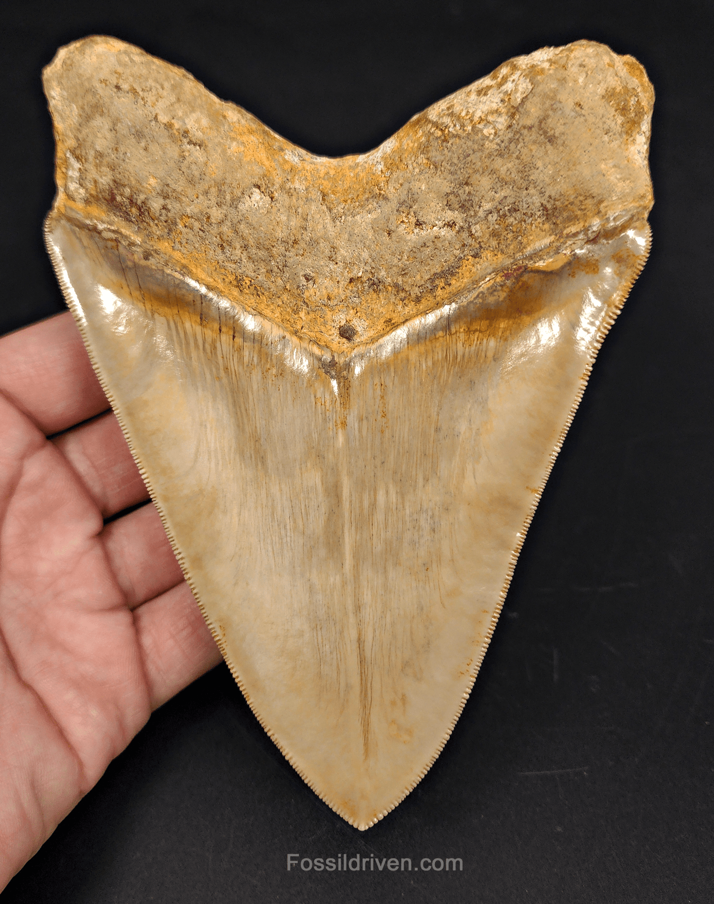 Top 1% 5.72" Megalodon Tooth - Indonesia - Real Fossil Shark Tooth - Fossil Driven