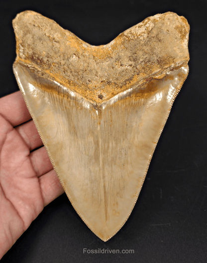 Top 1% 5.72" Megalodon Tooth - Indonesia - Real Fossil Shark Tooth - Fossil Driven