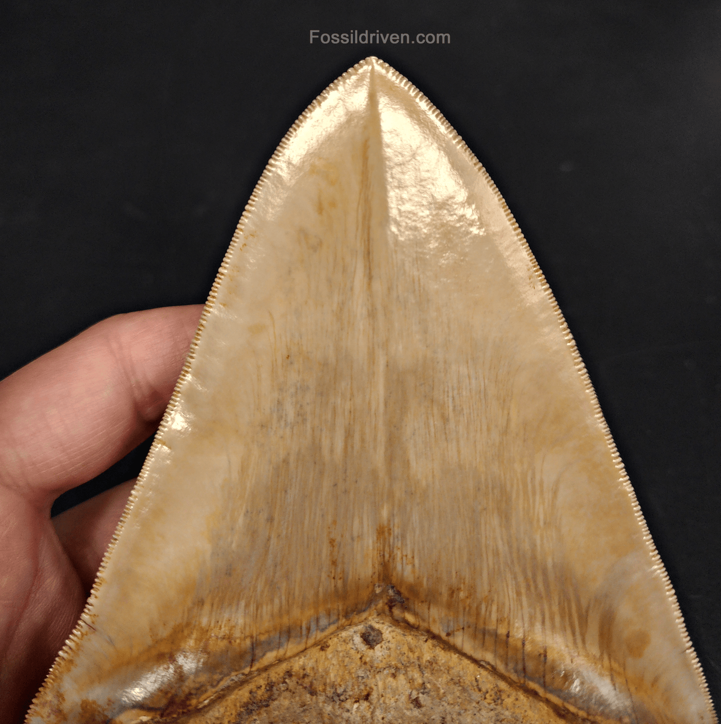 Top 1% 5.72" Megalodon Tooth - Indonesia - Real Fossil Shark Tooth - Fossil Driven