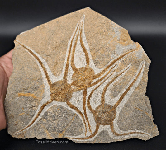 Triple Fossil Brittle Star – Triple Echinoderm Slab from Morocco - Fossil Driven