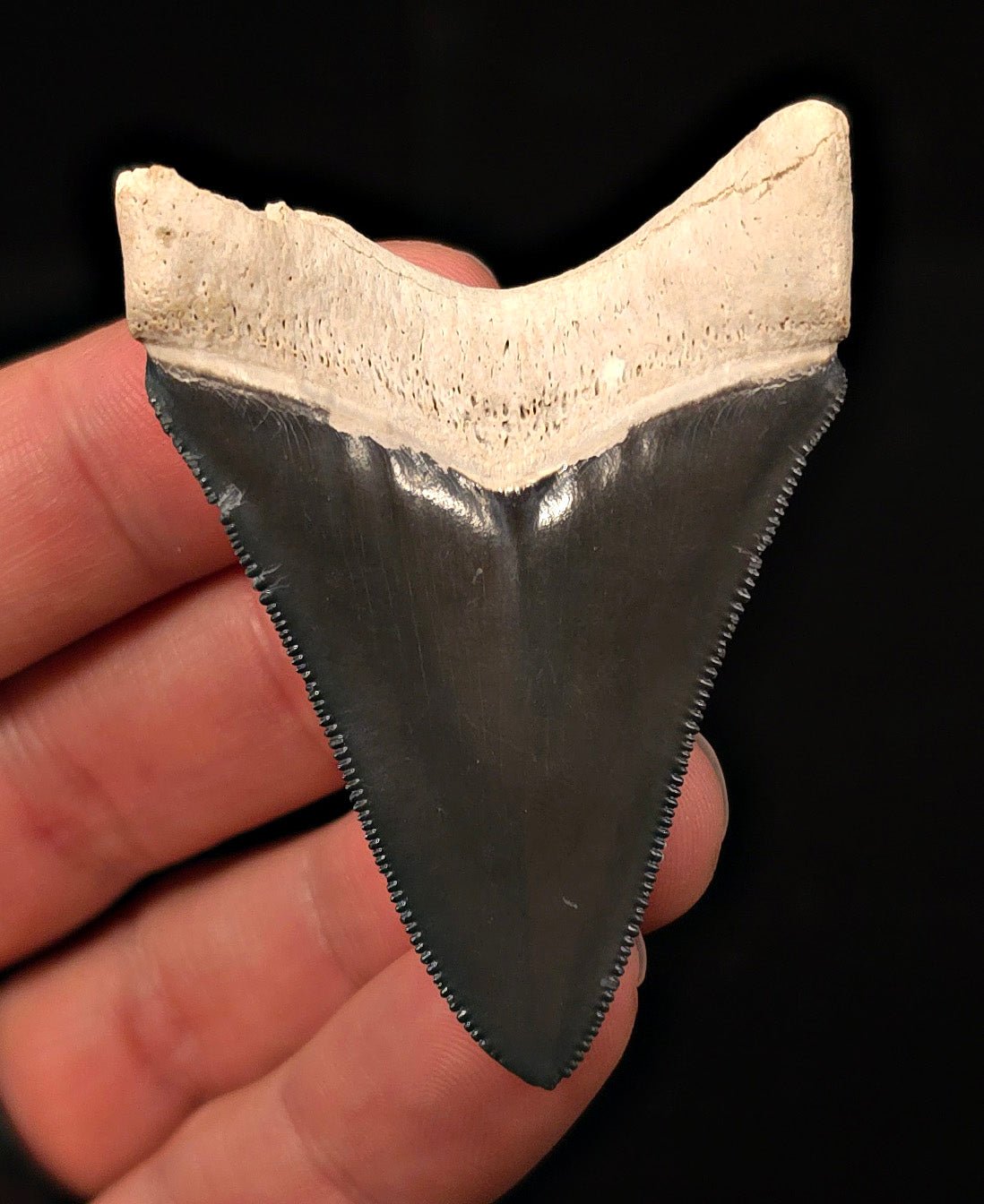 Tuxedo Colored 2.47" Fossil Megalodon Tooth - Bone Valley, Florida - Fossil Driven