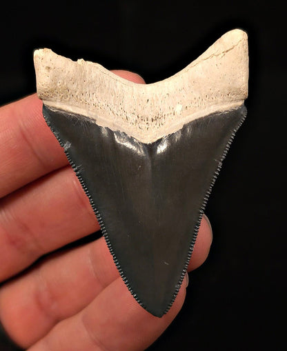 Tuxedo Colored 2.47" Fossil Megalodon Tooth - Bone Valley, Florida - Fossil Driven