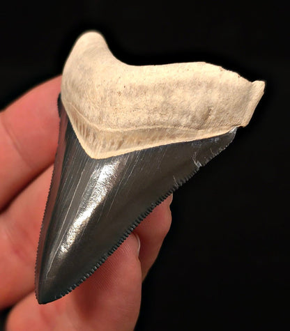 Tuxedo Colored 2.47" Fossil Megalodon Tooth - Bone Valley, Florida - Fossil Driven