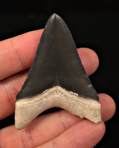 Tuxedo Colored 2.47" Fossil Megalodon Tooth - Bone Valley, Florida - Fossil Driven