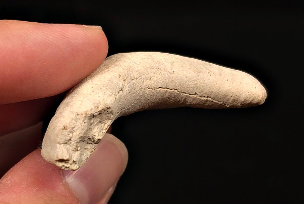 Tuxedo Colored 2.47" Fossil Megalodon Tooth - Bone Valley, Florida - Fossil Driven