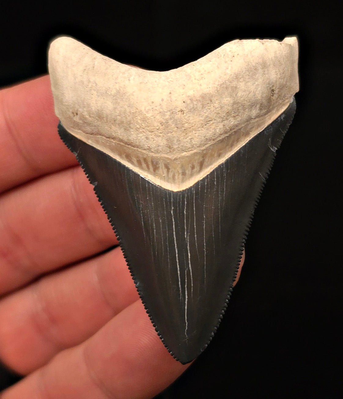 Tuxedo Colored 2.47" Fossil Megalodon Tooth - Bone Valley, Florida - Fossil Driven