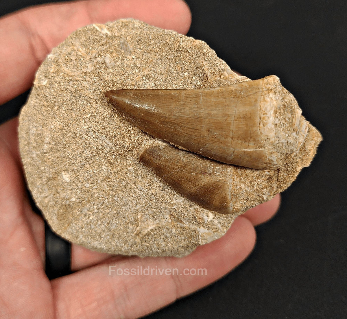 Two Fossil Mosasaur Teeth in Matrix – 1.70" Largest Tooth - Fossil Driven
