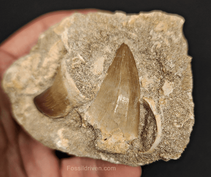 Two Mosasaur Teeth in Matrix – 1.46" Largest Tooth - Fossil Driven
