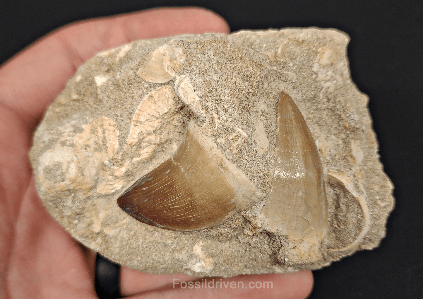 Two Mosasaur Teeth in Matrix – 1.46" Largest Tooth - Fossil Driven