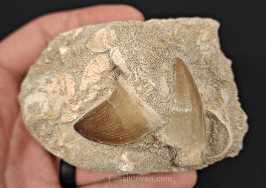 Two Mosasaur Teeth in Matrix – 1.46" Largest Tooth - Fossil Driven