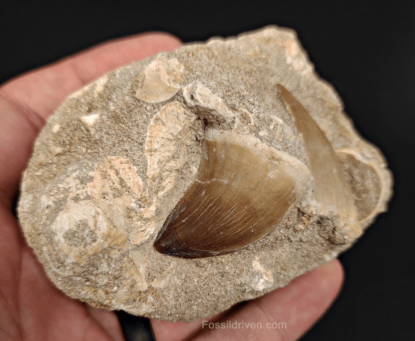 Two Mosasaur Teeth in Matrix – 1.46" Largest Tooth - Fossil Driven
