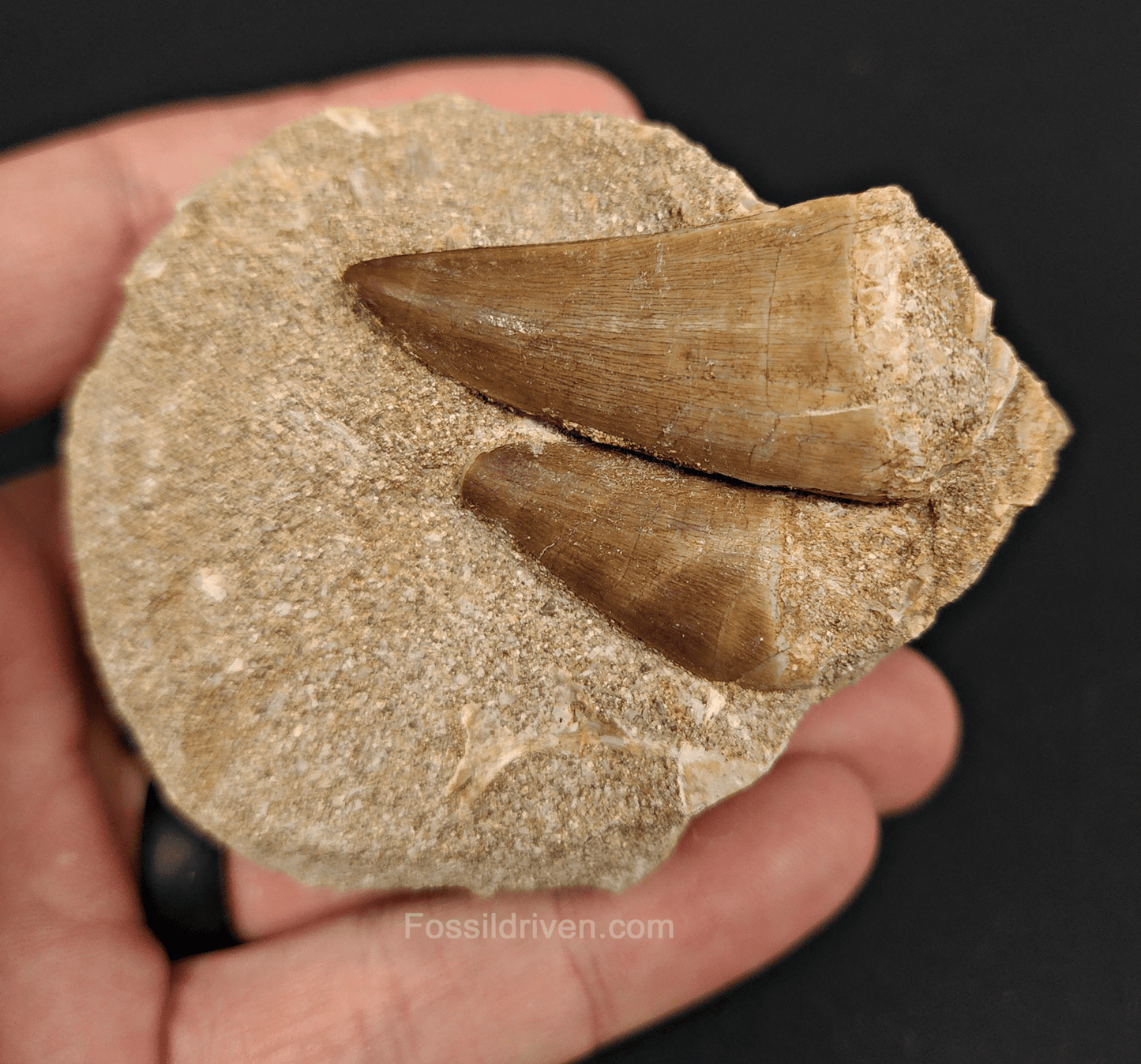 Two Mosasaur Teeth in Matrix – 1.70" Largest Tooth - Fossil Driven