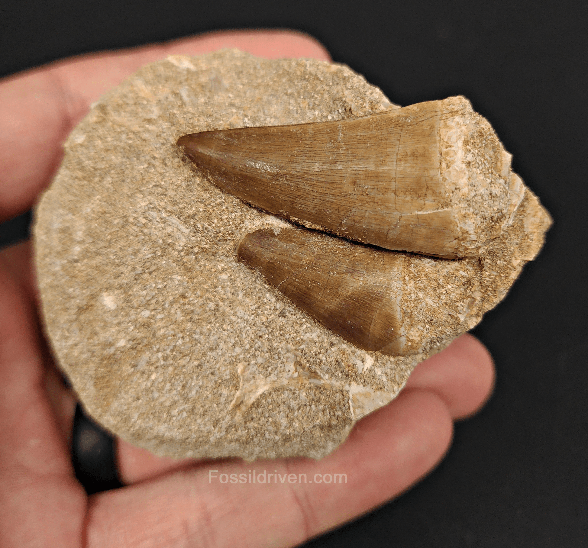 Two Mosasaur Teeth in Matrix – 1.70" Largest Tooth - Fossil Driven