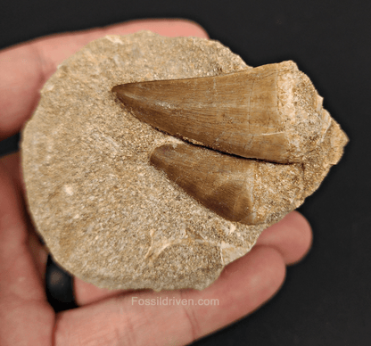 Two Mosasaur Teeth in Matrix – 1.70" Largest Tooth - Fossil Driven