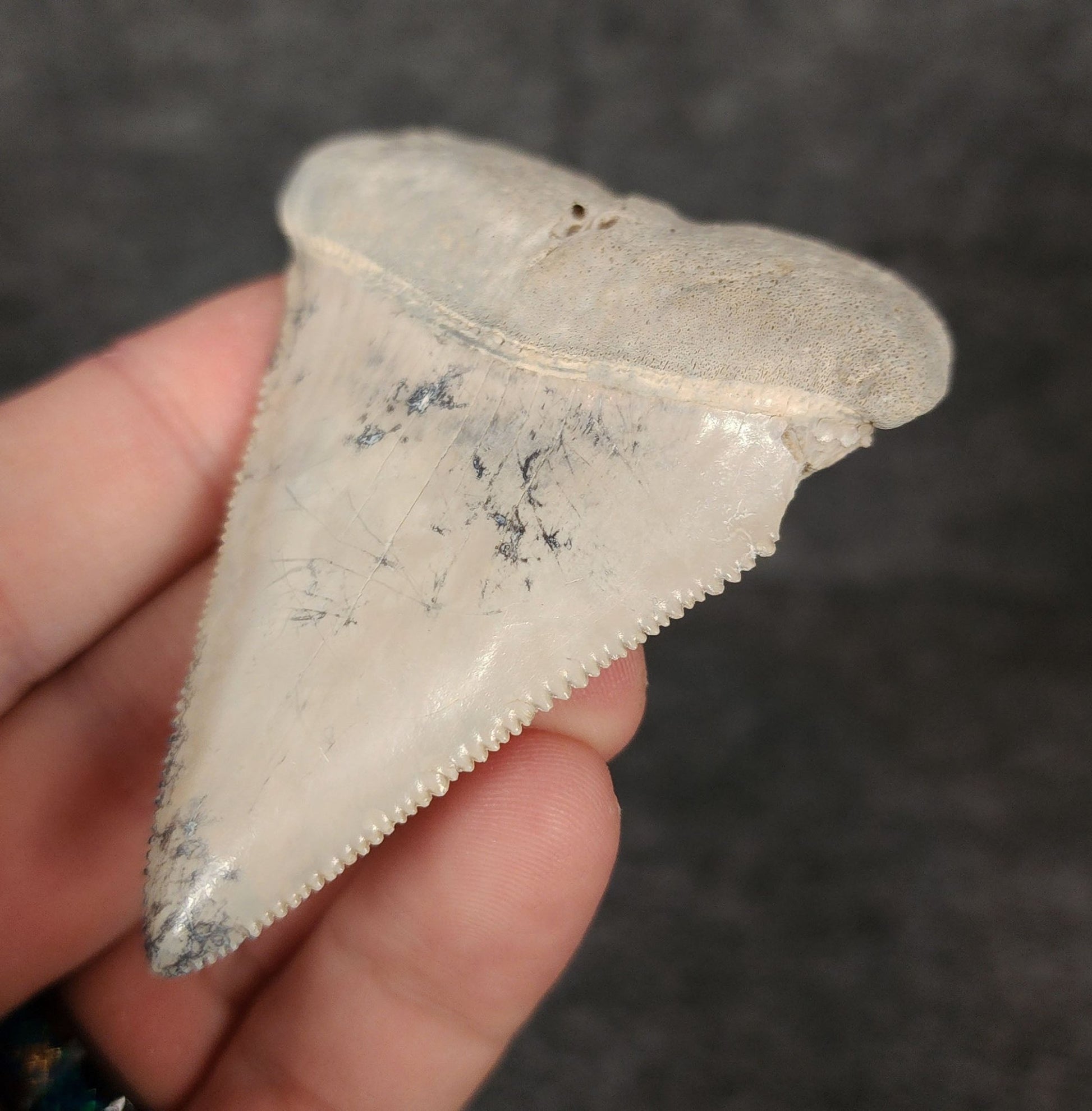 Ultra Rare, 2.80" Fossil Great White Tooth - Bone Valley, Florida - Fossil Driven