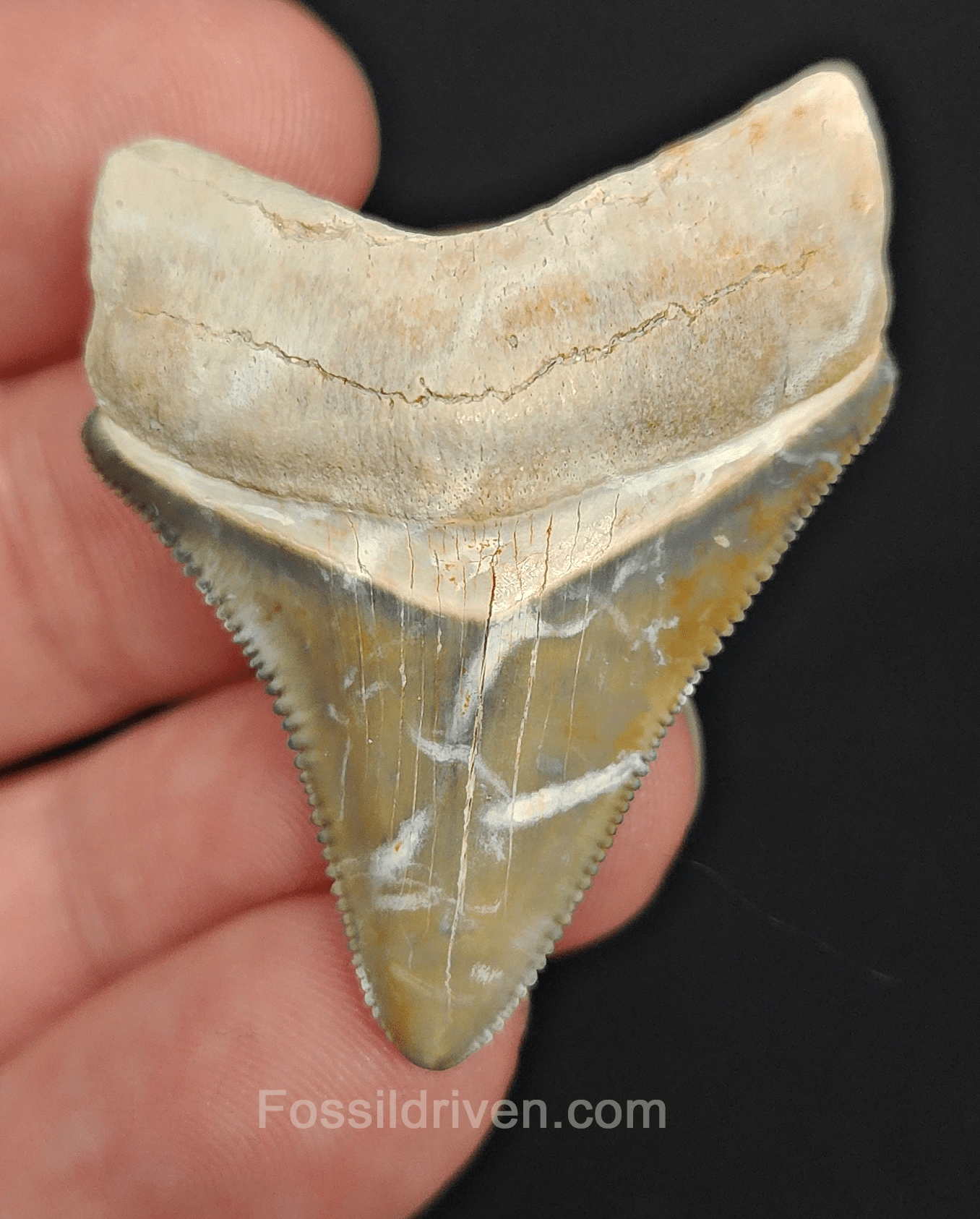 Unique Coloration 1.70" Megalodon Tooth - Bone Valley - Real Fossil Shark Tooth - Fossil Driven