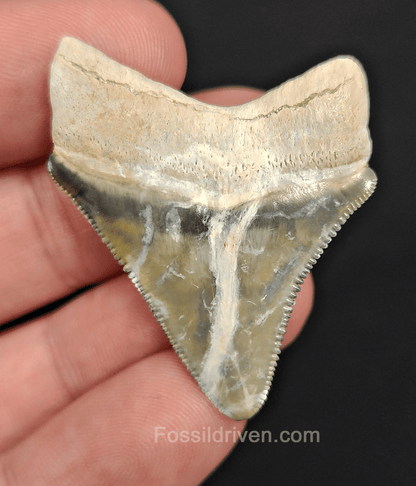 Unique Coloration 1.70" Megalodon Tooth - Bone Valley - Real Fossil Shark Tooth - Fossil Driven