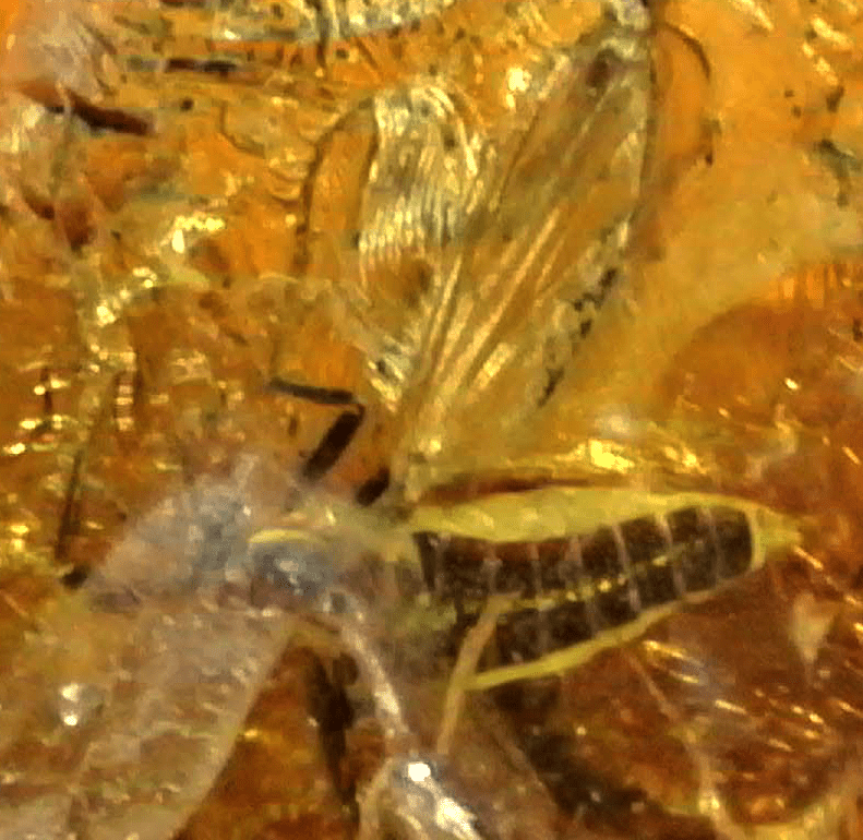 Vespidae Wasp in Baltic Amber – 10.8mm Fossil Inclusion - Fossil Driven
