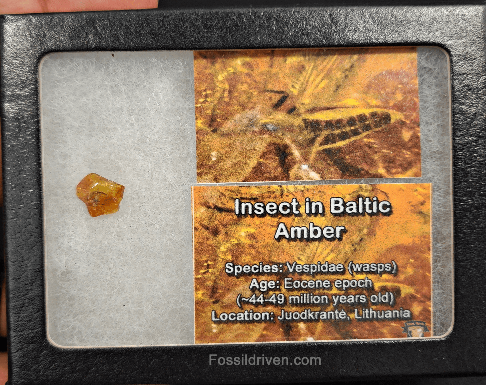 Vespidae Wasp in Baltic Amber – 10.8mm Fossil Inclusion - Fossil Driven