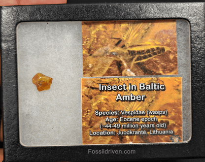 Vespidae Wasp in Baltic Amber – 10.8mm Fossil Inclusion - Fossil Driven