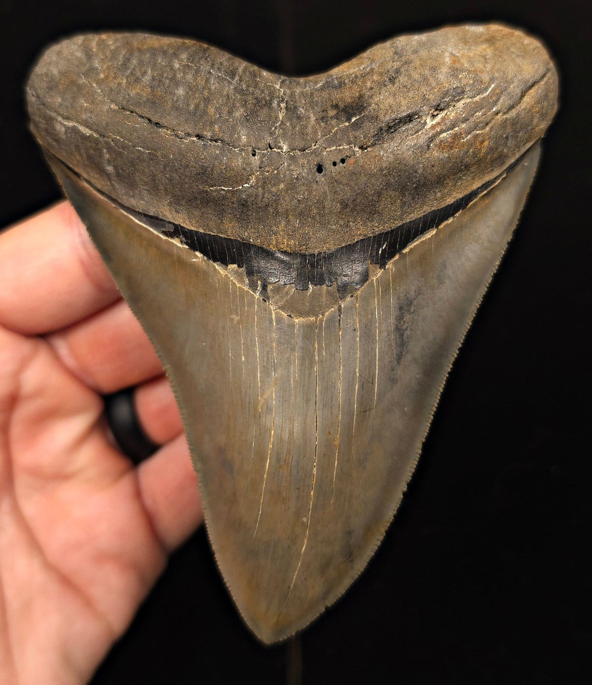 Vito Bertucci Find, 4.76" Megalodon Tooth - Ogeechee River, GA - Fossil Driven