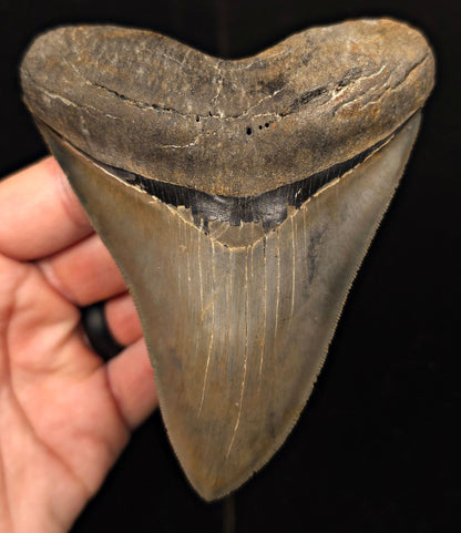 Vito Bertucci Find, 4.76" Megalodon Tooth - Ogeechee River, GA - Fossil Driven