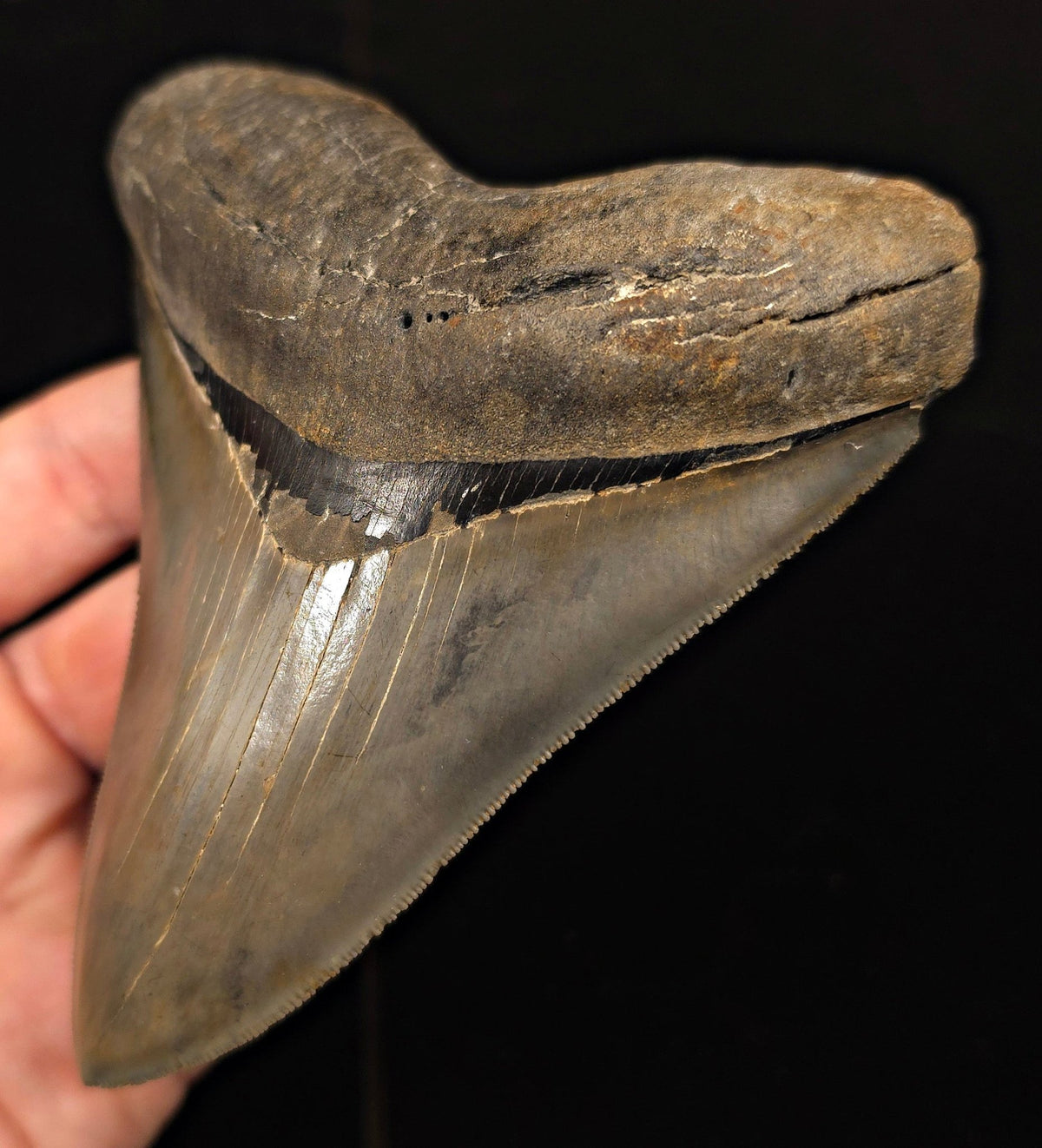 Vito Bertucci Find, 4.76" Megalodon Tooth - Ogeechee River, GA - Fossil Driven