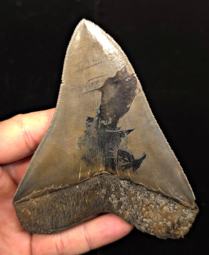 Vito Bertucci Find, 4.76" Megalodon Tooth - Ogeechee River, GA - Fossil Driven