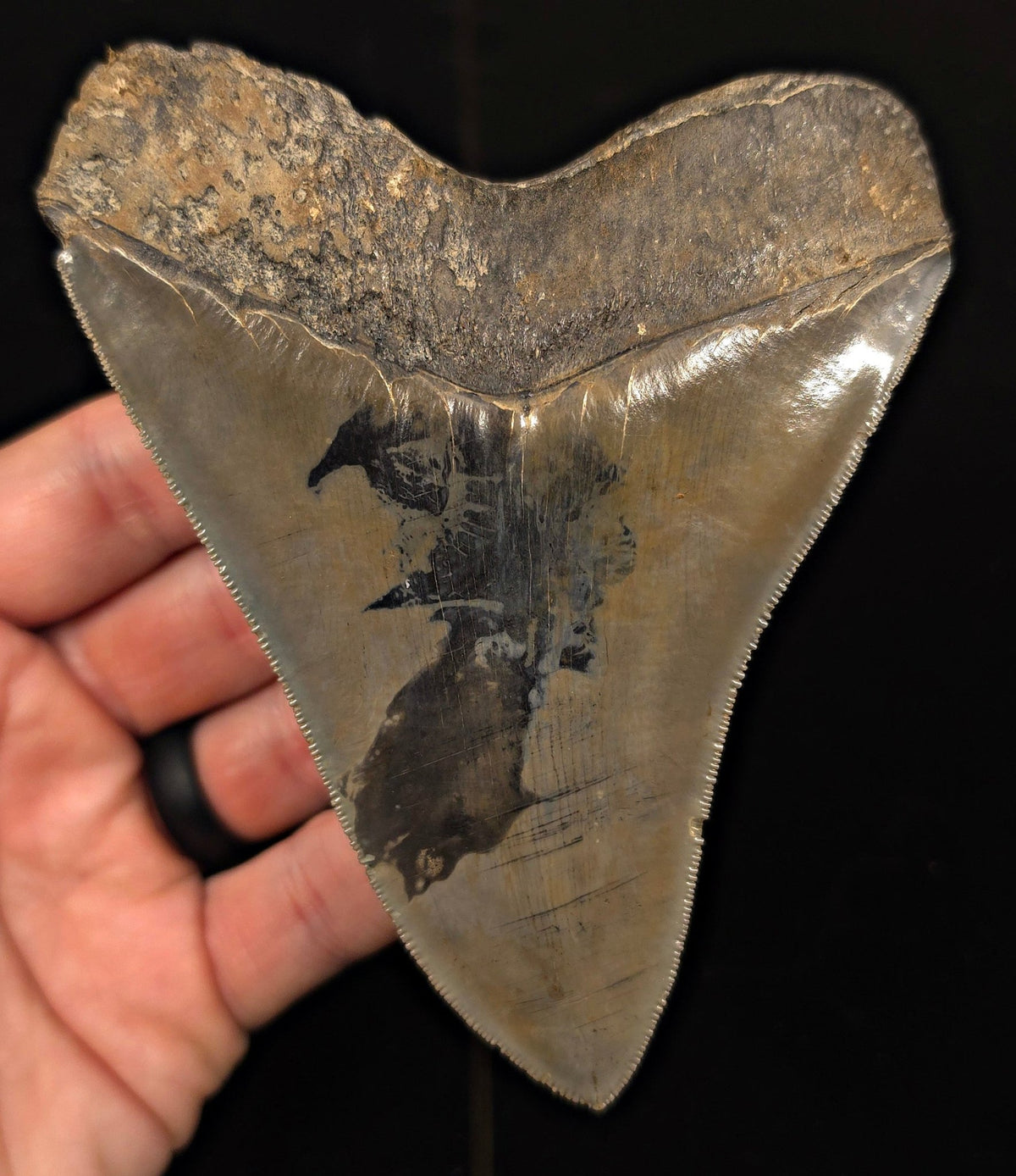 Vito Bertucci Find, 4.76" Megalodon Tooth - Ogeechee River, GA - Fossil Driven