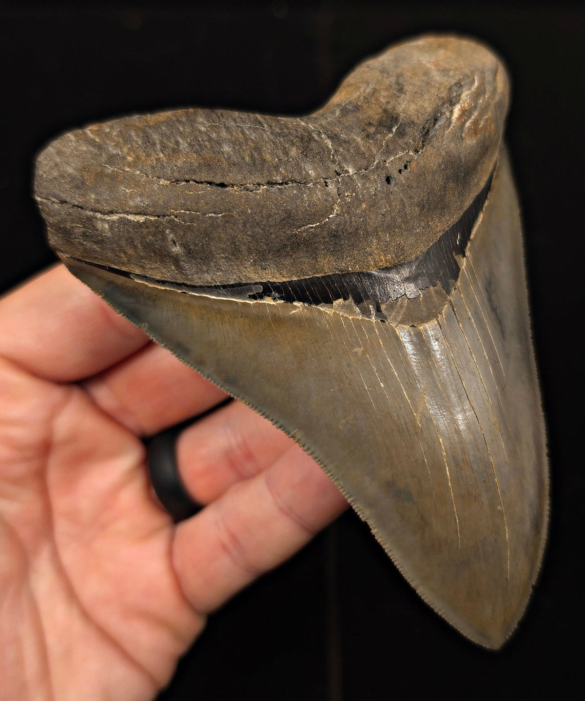 Vito Bertucci Find, 4.76" Megalodon Tooth - Ogeechee River, GA - Fossil Driven