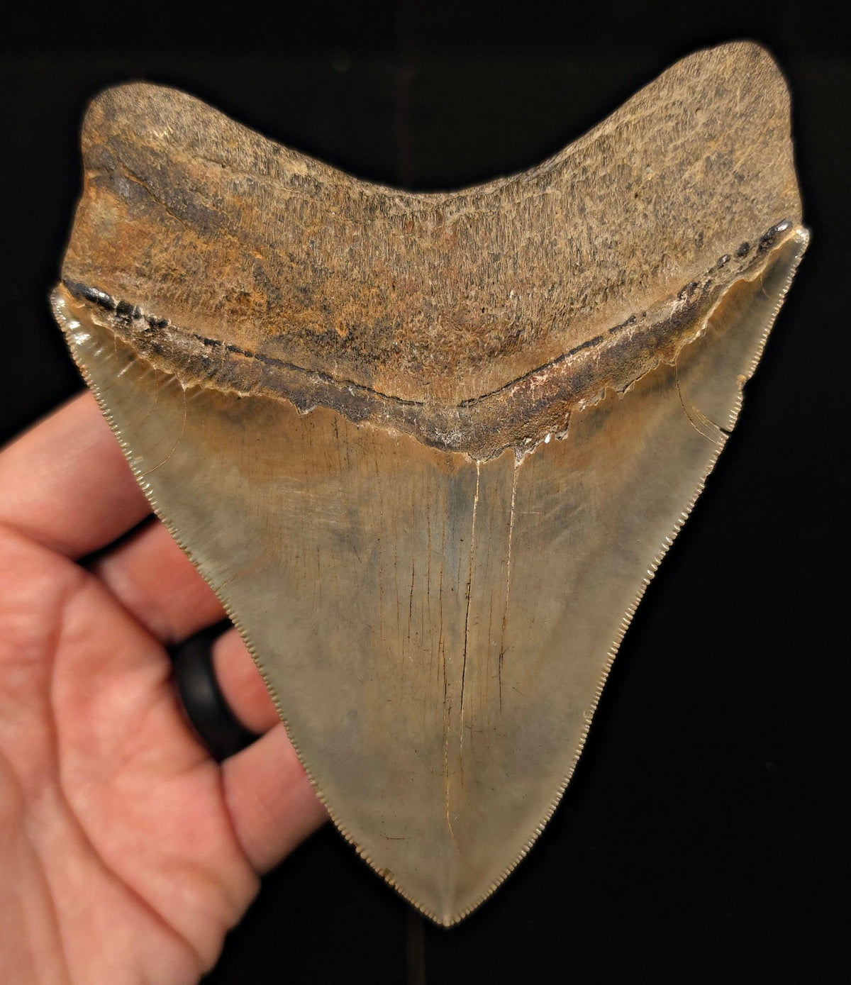 Vito Bertucci Find, 5.14" Megalodon Tooth - Ogeechee River, GA - Fossil Driven