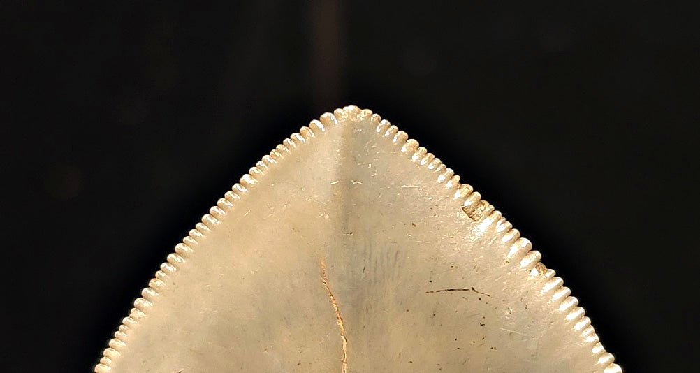 Vito Bertucci Find, 5.14" Megalodon Tooth - Ogeechee River, GA - Fossil Driven