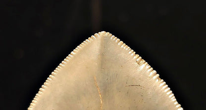 Vito Bertucci Find, 5.14" Megalodon Tooth - Ogeechee River, GA - Fossil Driven